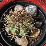 Melocactus matanzanus Blatt