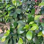 Ficus microcarpaList