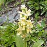 Orchis pallens फूल