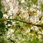 Cleome oxypetala عادت