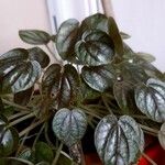 Peperomia argyreia Лист