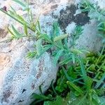 Linaria amethystea ഇല