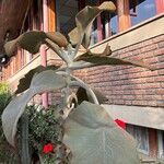 Kalanchoe beharensisपत्ता