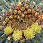 Ferocactus glaucescens Květ