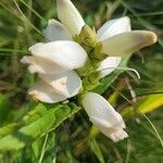 Chelone glabra Virág