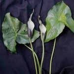 Urospatha sagittifolia 花