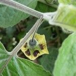 Physalis pubescens Blüte