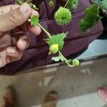 Abutilon indicum Blomst