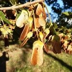 Acer diabolicum Fruit