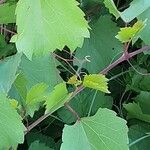 Vitis riparia Folha