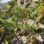 Quercus brantii Yeri