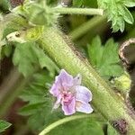 Malva neglecta Fula