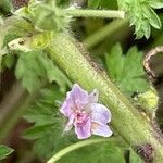 Malva neglecta Квітка