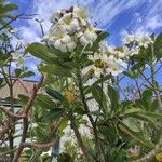Plumeria obtusa Blüte