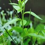 Epilobium ciliatum पत्ता