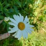 Leucanthemum vulgareЦвят