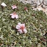 Potentilla nitida Blomst