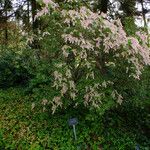 Pieris japonica 整株植物