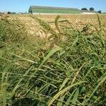 Setaria verticillata Blatt