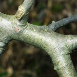 Malus sylvestris Bark