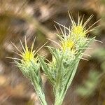 Centaurea melitensis Λουλούδι