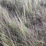 Thinopyrum junceum Ліст
