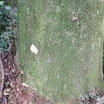 Dracaena arborea Corteza