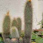 Cleistocactus hyalacanthus Liść