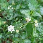 Melanthera nivea Ravina