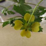 Potentilla erecta Other