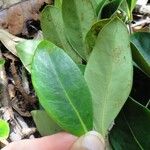 Hedycarya cupulata Blad