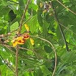 Thunbergia mysorensis Blodyn