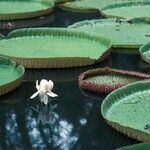 Victoria amazonica Habitat