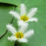 Nymphoides indica 花