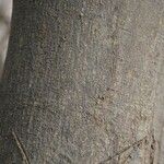 Lonchocarpus sericeus 樹皮