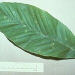 Dipterocarpus costulatus Leaf