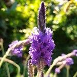 Lavandula pinnata Flower