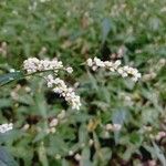 Persicaria maculosa Blüte