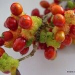 Malaisia scandens Fruit