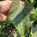 Jatropha curcas Leaf