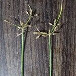 Fimbristylis dichotoma Flower