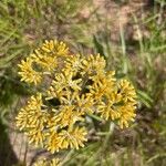 Helichrysum nudifoliumFlor