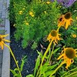 Echinacea paradoxa Flor
