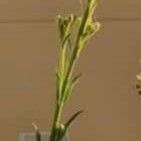 Euthamia occidentalis Flor