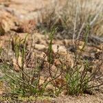 Triglochin laxiflora Habitus