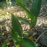 Canna glauca Leaf