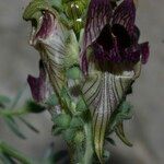 Linaria verticillata 花