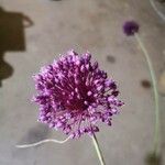 Allium atroviolaceum Květ