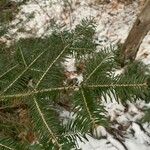 Abies balsamea برگ