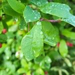 Ilex mucronata पत्ता